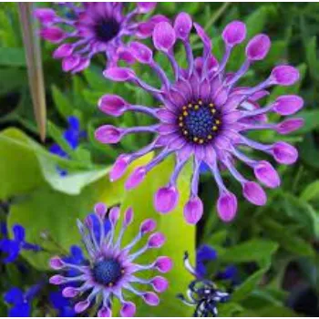Rare Daisy Flower